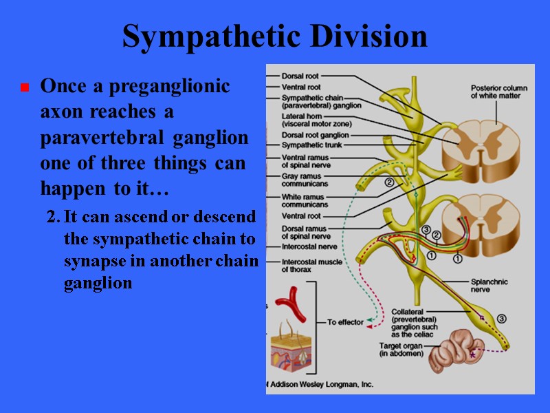 Sympathetic Division Once a preganglionic axon reaches a paravertebral ganglion one of three things